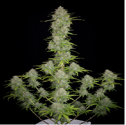 ARJAN'S HAZE 3 · Green...